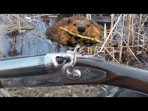 Видео: Охота на бобра весной. Beaver hunting. 2022