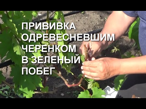 Видео: Как делать прививку одревесневшим черенком в зеленый побег www.vinograd-kriulya.com