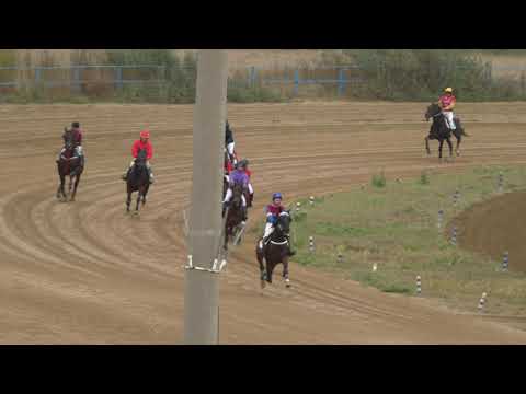 Видео: Рысь под седлом. Емельяновский ипподром 2021 сельские