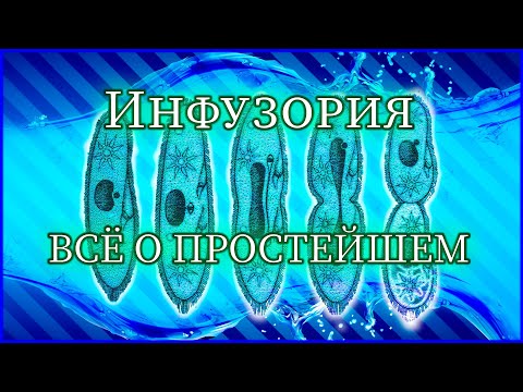 Видео: ВСЯ ПРАВДА ОБ ИНФУЗОРИИ! Содержание, кормление, витаминизация.