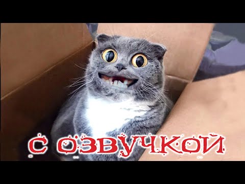 Видео: Приколы с котами! С ОЗВУЧКОЙ! - Смешные коты! САМЫЕ СМЕШНЫЕ ЖИВОТНЫЕ! Тест на психику!