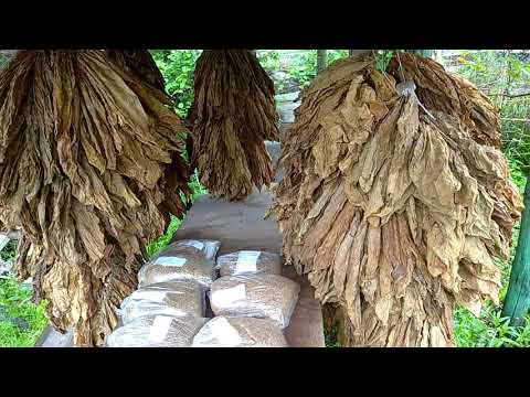 Видео: УВЛАЖНЕНИЕ ЛИСТА (ОТВОЛАЖИВАНИЕ)