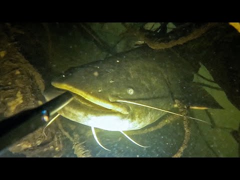 Видео: День знаний и сомов