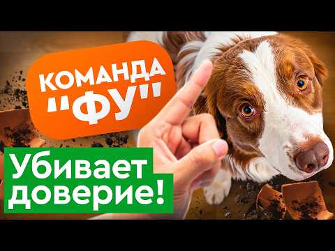 Видео: Не применяй команду «ФУ», не посмотрев это видео | кинолог онлайн | СДК DOGma
