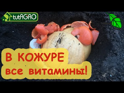 Видео: КОРКИ БАНАНОВ И ДР. ФРУКТОВ: так применяем или нет? Как использовать бесплатное удобрение без риска.