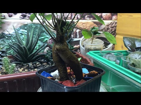 Видео: Фикус ГИНСЕНГ/ МИКРОКАРПА. Пересадка, грунт, уход.