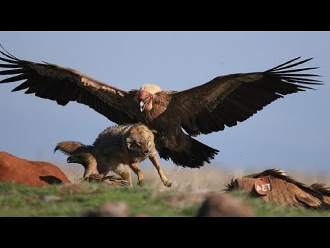 Видео: ОРЕЛ В ДЕЛЕ! Орел против лисы, оленя, козла, зайца | Как охотятся Орлы?