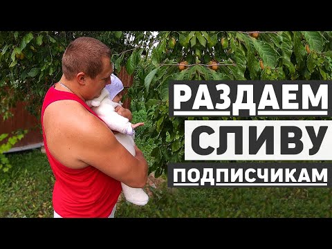Видео: Жизнь на даче, не можем увезти урожай, но вывозим мусор