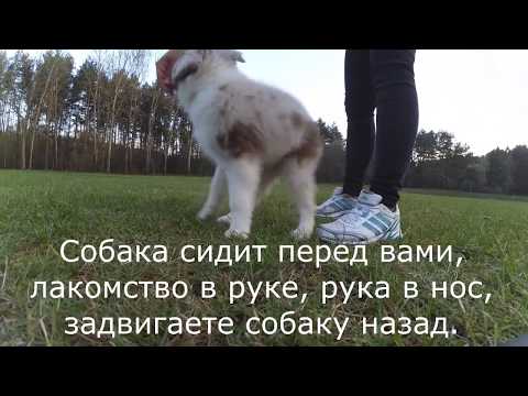 Видео: Дог-фитнес. Упражнения для задних лап и координации