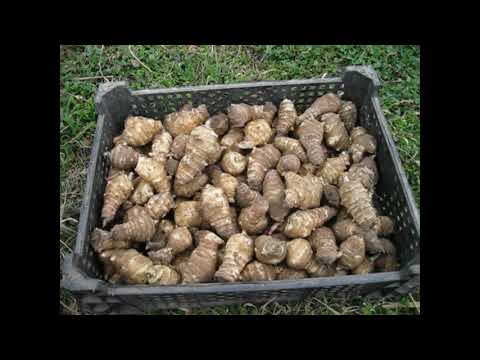 Видео: Возделывание топинамбура,от посадки до уборки.