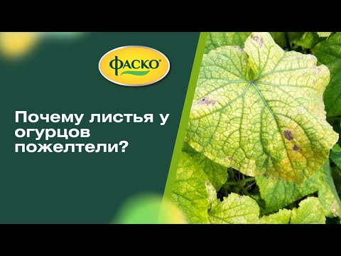 Видео: ПОЖЕЛТЕЛИ ЛИСТЬЯ ОГУРЦОВ? Что делать? Быстрая помощь огурцам!