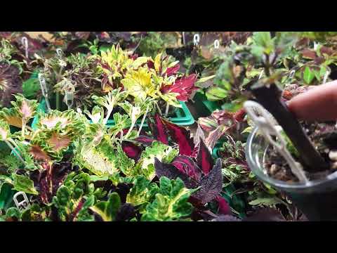Видео: ВЕГЕТАТИВНЫЕ КОЛЕУСЫ.  КАЛЕЙДОСКОП КРАСОК ДЛЯ БУДУЩЕГО СЕЗОНА.