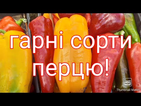 Видео: Гарні сорти перцю з яких я беру насіння. #перець,#болгарськийперець,#сортиперцю.