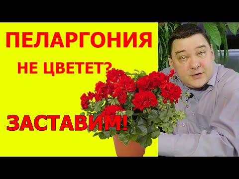 Видео: Пеларгония не цветет? Заставим! [МНОГО СЕКРЕТОВ]