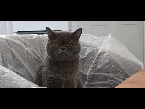 Видео: Лекция№8/Импульс системы. Абсолютно твёрдое тело/Хангулян Е.В.