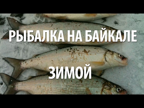 Видео: РЫБАЛКА на БАЙКАЛЕ ЗИМОЙ. ПОДЛЕДНАЯ ЛОВЛЯ ОМУЛЯ, ХАРИУСА, СИГА