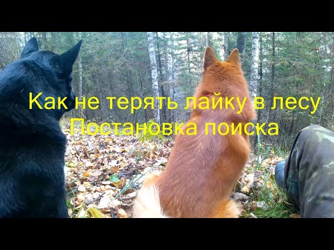 Видео: Что делать если лайка потерялась в лесу на охоте