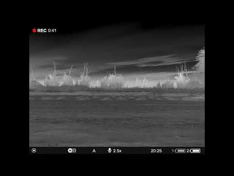 Видео: Три шакала на мушке