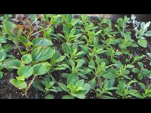 Видео: Черенкуем все подряд в самоизоляции