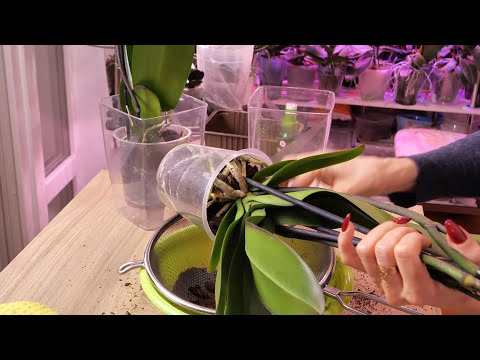 Видео: БЕЗОТКАЗНЫЙ СПОСОБ ОБРАБОТКИ новых орхидей.