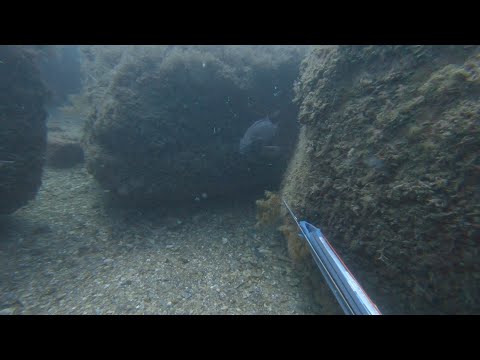 Видео: Корейский окунь / Горбыль / Подводная охота