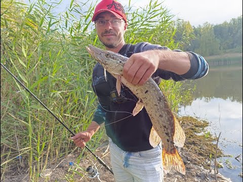 Видео: Щука просыпается и начинает есть все подряд. Рыбалка на спиннинг с берега. Осень 2025