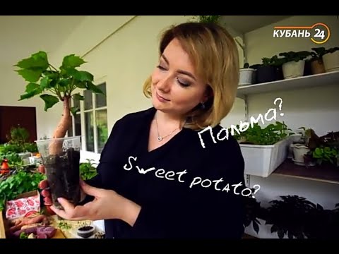 Видео: Самый вкусный Батат. #batatchudo #чудобатат