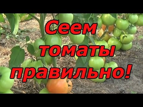 Видео: ВЫСОКОРОСЛЫЕ ПОМИДОРЫ - ПОСЕВ ОТЛИЧНЫХ 3-Х СОРТОВ В КАССЕТУ!