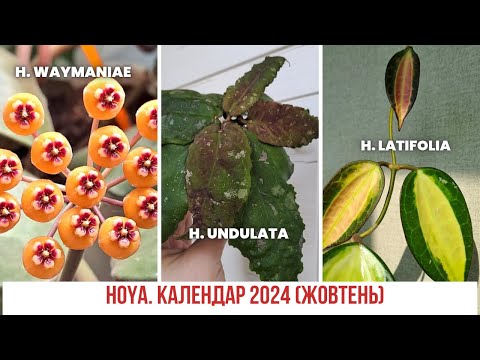 Видео: Hoya / Хоя. День за днем. Календар 2024 (жовтень)