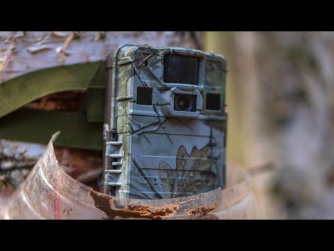 Видео: Поставил фотоловушку в лесу! Результат удивил!