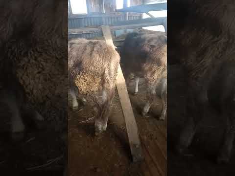 Видео: САМЫЙ ДЕШОВЫЙ САРАЙ ДЛЯ КРС