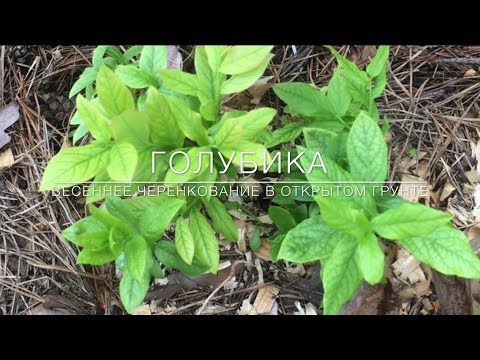 Видео: 🌿 Голубика. Весеннее Черенкование В Открытом Грунте