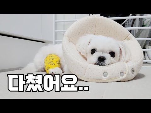 Видео: Собака поранилась.