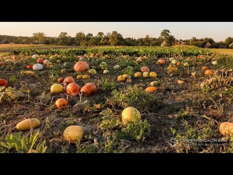 Видео: Гарбузове насіння врожаю 2024!!!