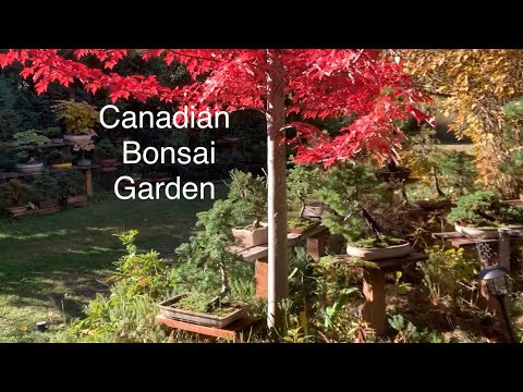 Видео: Осенний тур по саду бонсай — продолжение