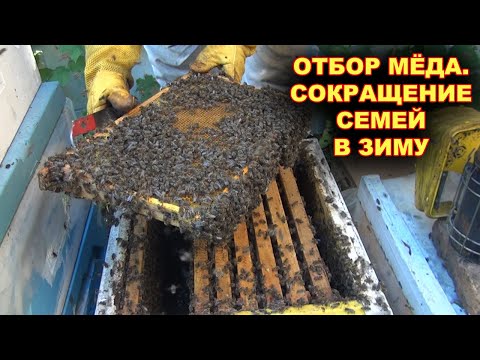 Видео: Сокращение семей в зиму. Последний отбор мёда.