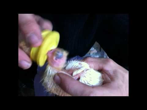 Видео: кормление птенца голубя