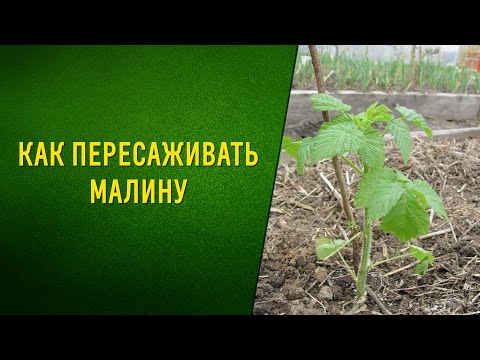 Видео: Как пересаживать малину