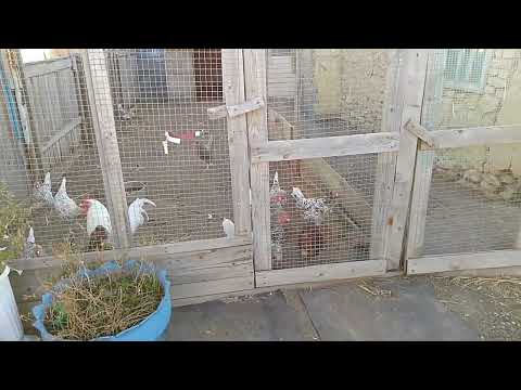 Видео: 1 октября, пробуем ячмень 