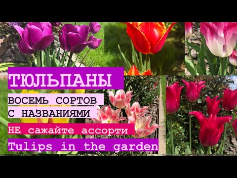 Видео: ТЮЛЬПАНЫ В САДУ, ОБЗОР 8 СОРТОВ  / Tulips in the garden 🌷🌷🌷