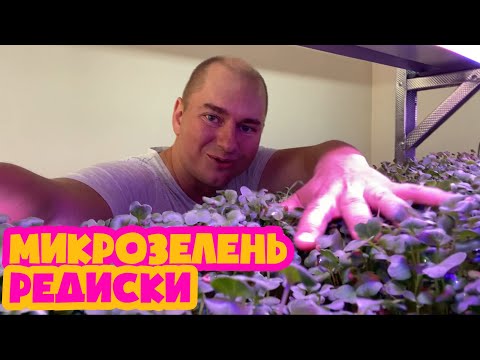 Видео: Как вырастить микрозелень редиски - технология выращивания микрозелени