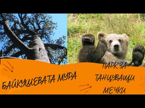 Видео: Разходка до "Парк за танцуващи мечки" и вековното дърво "Байкушевата мура"