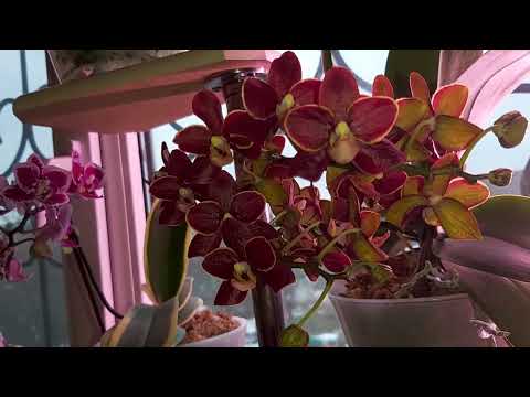 Видео: Вянет, Обрежь и орхидея пышно зацветет, ВНОВЬ ОЖИВЕТ/ ВАЖНЫЙ НЮАНС