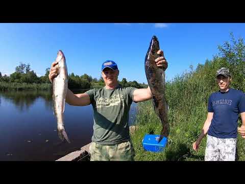 Видео: Рыбалка на Судака. Ладога. Креницы, база Горизонт. #судак #ладога #щука #окунь #рыбалка2023