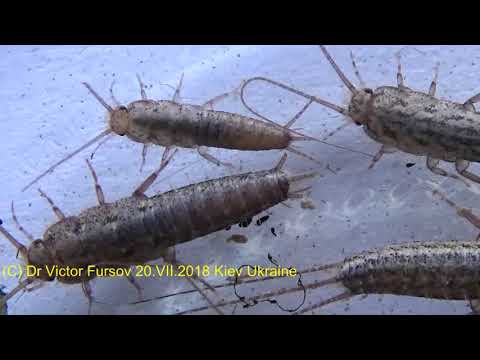 Видео: Опасна ли Чудо Чешуйница в Доме на Окне? Знаете? Lepisma saccharina - who is it?