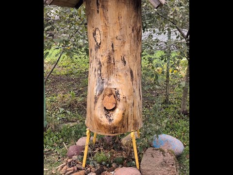 Видео: Пчелы в колоде борти
