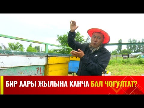 Видео: Бир аары жылына канча бал чогултат? | Агрочарба