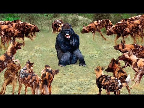 Видео: Безумные Битвы Животных, от Которых Мурашки по Коже!
