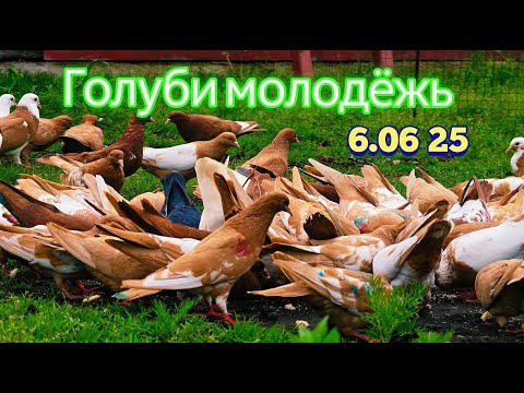 Видео: Что Происходит с Голубями в 2025 Году?