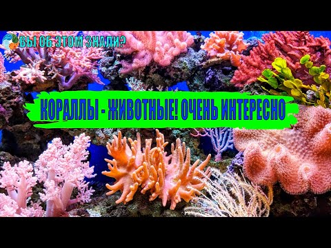Видео: Кораллы-животные! Очень интересно!